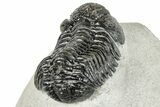 Detailed, Morocops Trilobite - Visible Eye Facets #252406-3